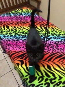 toothless