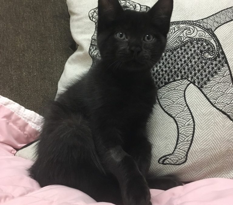 Purrcy