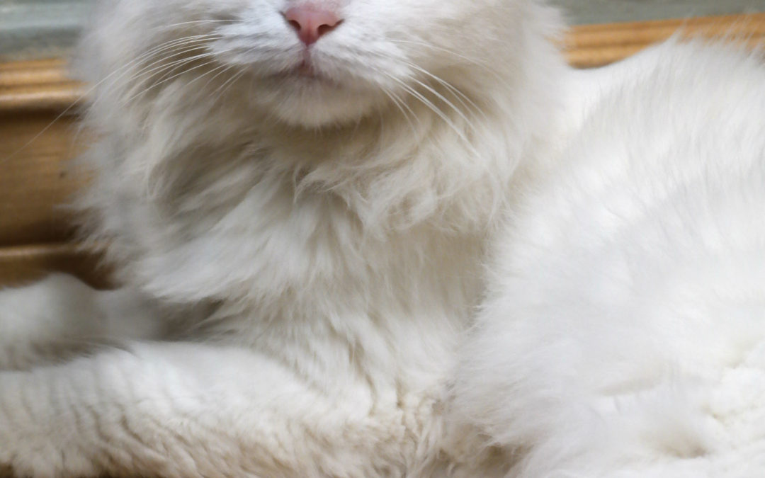 Lily