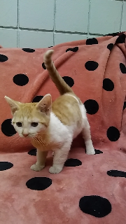 Stella
