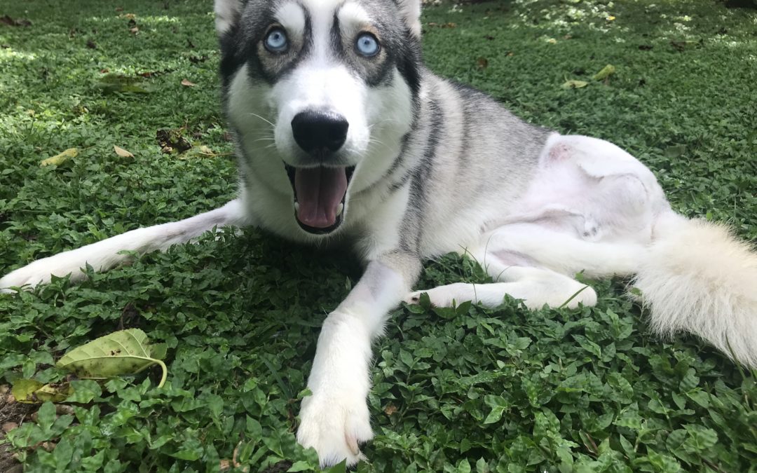 Zuri
