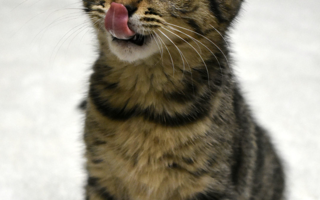 Tigra