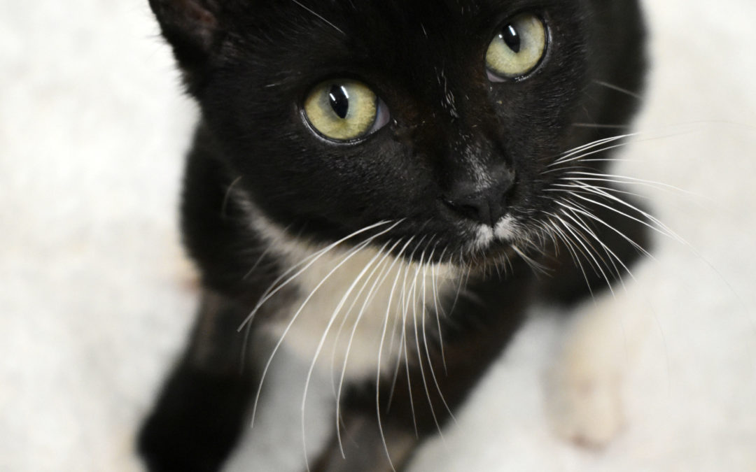Bella