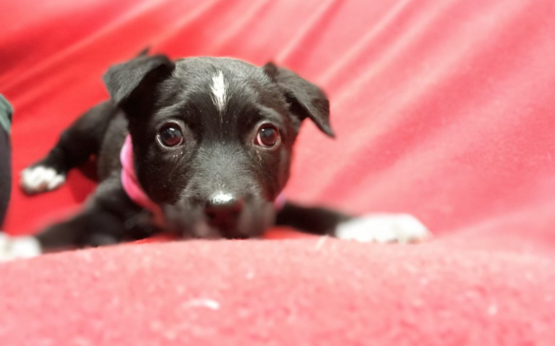 Poppy