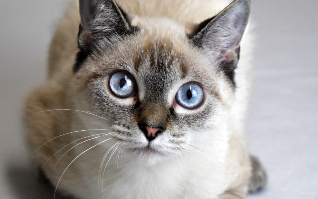 Cerulean