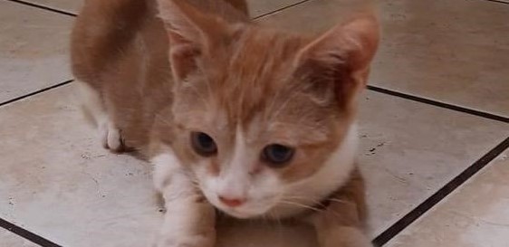 Gingersnap