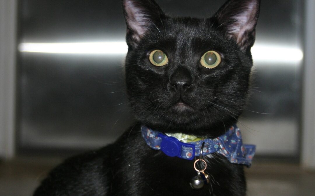 Edward Cullen Scissorhands