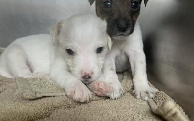 Tamale & Taco [Brothers]