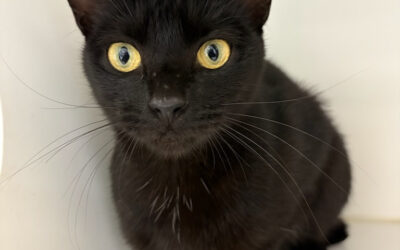 Marceline (Cat)